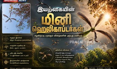 காற்றில் ஹெலிகாப்டரைப் போல சுழலும் ஹொல்லோங் மர விதைகள்.. இயற்கையின் அசத்தலான கண்டுபிடிப்பு!