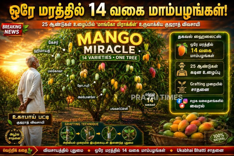 ஒரே மரத்தில் 14 வகை மாம்பழங்கள்.. குஜராத் விவசாயியின் அசத்தல் சாதனை!