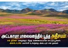 அட்டகாமா பாலைவனத்தில் பூத்த அதிசயம்! எல் நினோ மழையால் வண்ணமயமான பூக்கள்