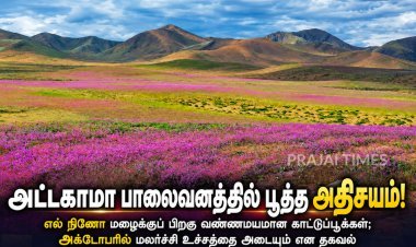 அட்டகாமா பாலைவனத்தில் பூத்த அதிசயம்! எல் நினோ மழையால் வண்ணமயமான பூக்கள்