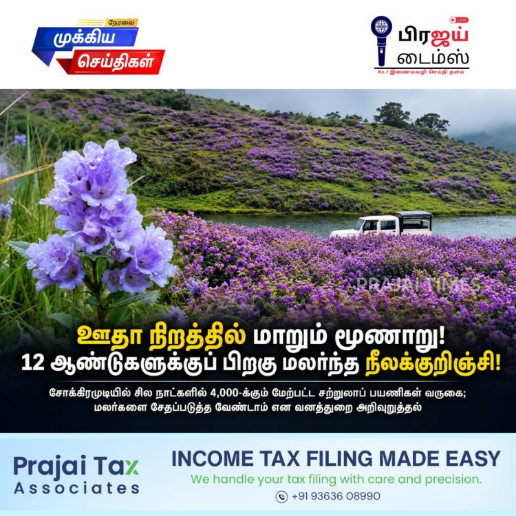 ஊதா நிறத்தில் மாறும் மூணாறு! 12 ஆண்டுகளுக்குப் பிறகு மலர்ந்த நீலக்குறிஞ்சி – குவியும் சுற்றுலாப் பயணிகள்